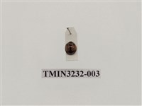 藏品(雙帶盤瓢蟲)的圖片